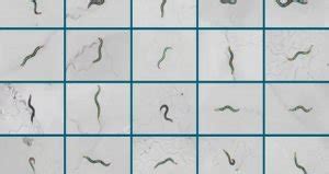 Wriggling Worms May Give Insight into Human Movement - Neuroscience News