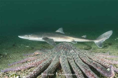 North Pacific Spiny Dogfish - Squalus suckleyi