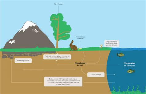 The Phosphorus Cycle | Earth Science | Visionlearning