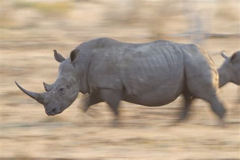 How Fast Can a Rhino Run? It's the Fastest Mammal Weighing Over a Ton