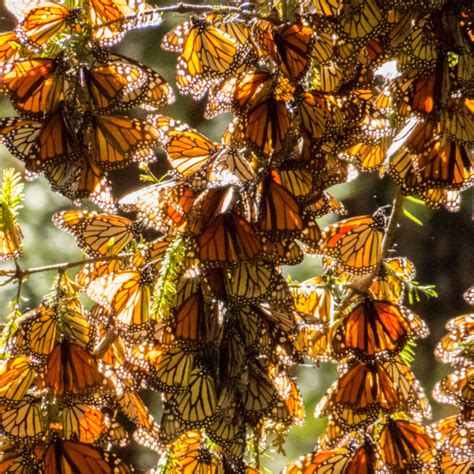 The Great Monarch Butterfly Migration