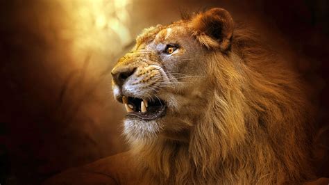 Roaring Lion Wallpapers - Top Free Roaring Lion Backgrounds ...