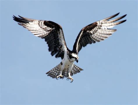 Everything You Wanted to Know About the Osprey | Osprey bird, Eagle ...