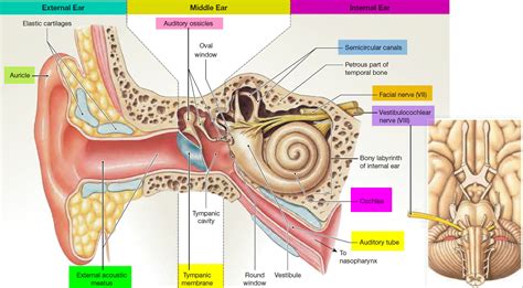 Human Ear Anatomy - Parts of Ear Structure, Diagram and Ear Problems