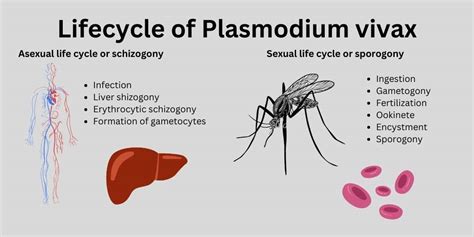 Lifecycle of Plasmodium Vivax