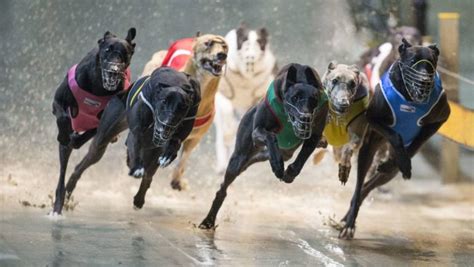 Greyhound Speed Chart – History of Greyhound Racing in Australia