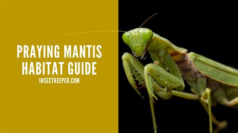 How to Set up a Praying Mantis Habitat (Step-by-Step) - Insect Keeper