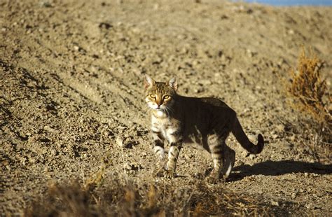 45 Top Pictures Feral Cat Traps Australia : Really? Australia Plans to ...