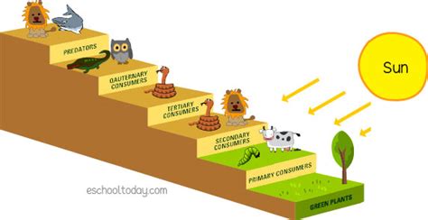 Trophic levels of food chains – Eschooltoday