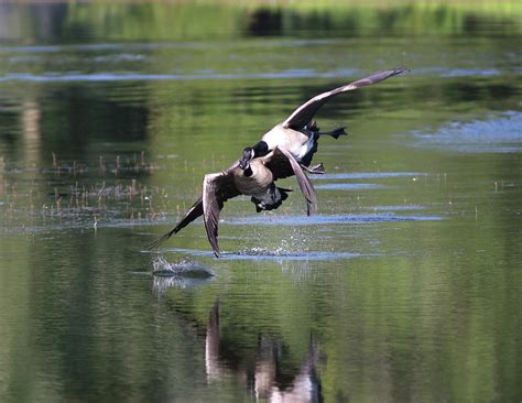 Geese Vs.goose Photograph by Steve Bell - Fine Art America