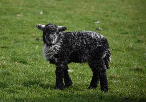 Very Cute Baby Lamb on a Spring Day in England 9551891 Stock Photo at ...