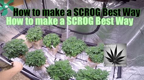 How to make a SCROG Best Way - YouTube