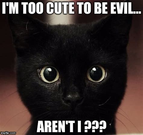 Evil Smirk Meme Funny Animal Memes Animal Memes Funny Memes