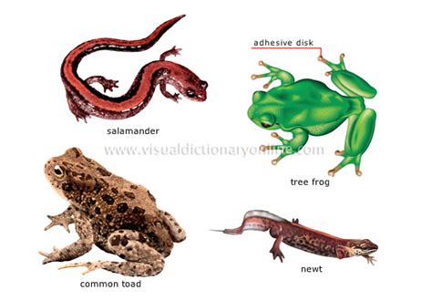 ANIMAL KINGDOM :: AMPHIBIANS :: EXAMPLES OF AMPHIBIANS [2] image ...