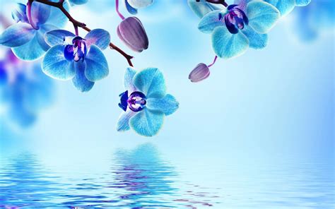 Blue Flower HD Backgrounds Free Download