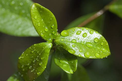 Características de las plantas