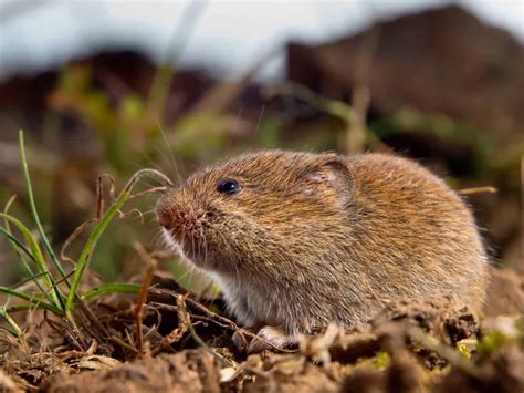 How to Get Rid of Voles, Remove an Infestation - The Doorstep