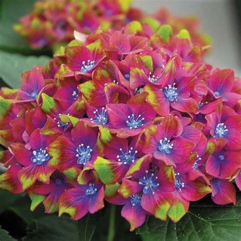 Más de 25 ideas increíbles sobre Hydrangea macrophylla en Pinterest ...