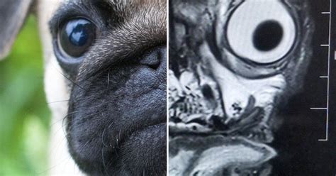 The MRI scan of this pug will haunt your dreams - The Poke