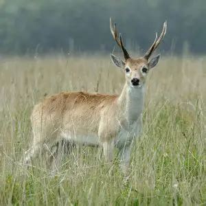 Pampas Deer - Facts, Diet, Habitat & Pictures on Animalia.bio