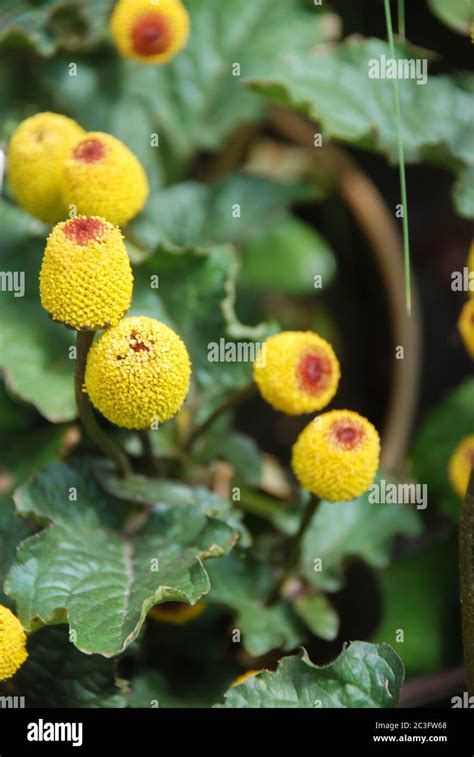 Fresh flowering para cress plant, Spilanthes oleracea Stock Photo - Alamy