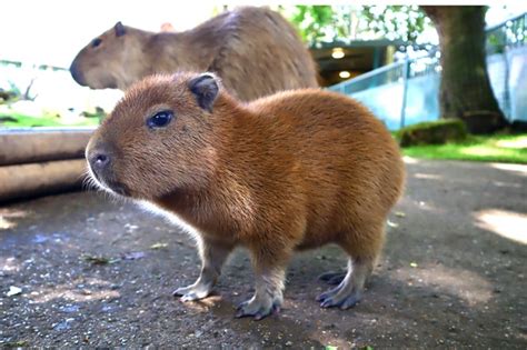 Is "Capybara Pet" Best To Domesticate - MustPets.Com