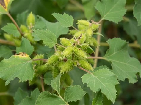 Are Cocklebur Seeds Safe to Eat? | Poison Control