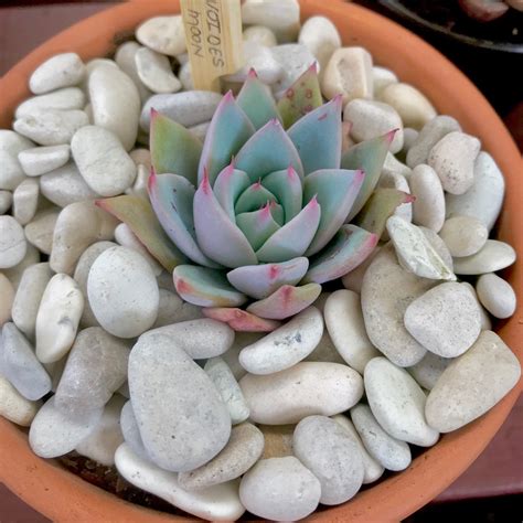 Echeveria Blue Moon, Echeveria 'Blue Moon' in GardenTags plant encyclopedia