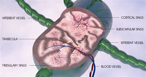 Is Lymph Node Removal with Cancer Surgery Really Necessary?