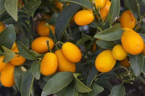 What the Heck Is a Kumquat—and What Does It Taste Like? | MyRecipes