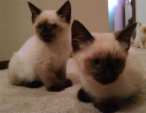 Hemingway Poly-dactyl Seal point Siamese Kittens for Sale in Beaverton ...