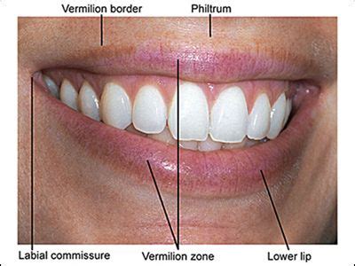 parts of lips mouth | Face anatomy, Lips, B image