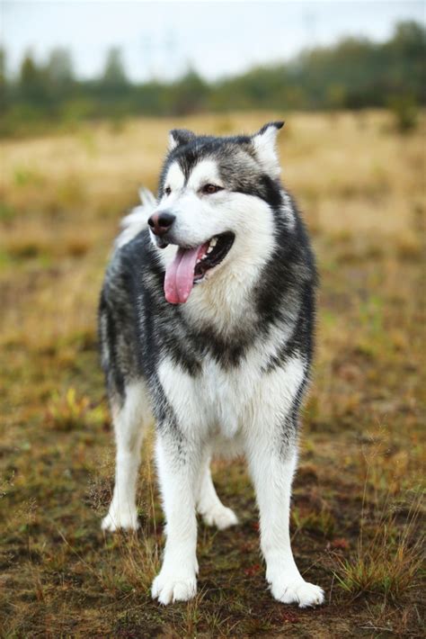 Malamute Size Compared To Husky