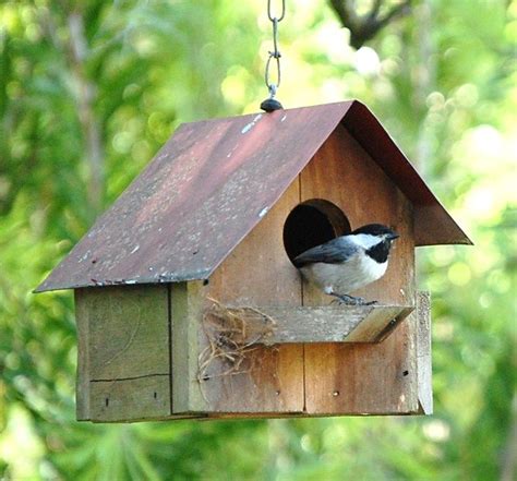 A chickadee takes residence in one of the many bird houses Dave has ...