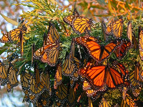 Beautiful Monarch Butterflies in Gloucester, Massachusetts