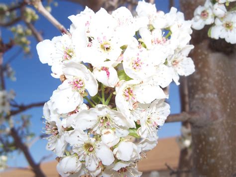 Tumbleweed Crossing: Bradford Pear Tree Blossoms