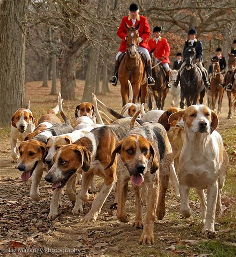 Like a Rita Brown mystery novel, I can hear these dogs talking it over ...