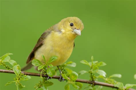 Female Scarlet Tanager - FeederWatch