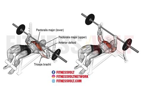 Master the Decline Barbell Bench Press for Bigger Chest & Arms ...