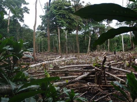 Bonobos: the Congo Basin's great gardeners