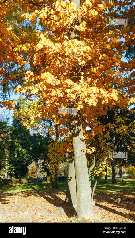 Autumn city park Stock Photo - Alamy