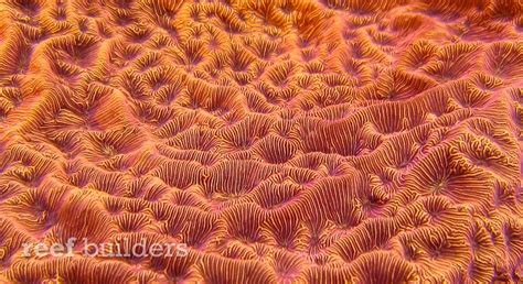 Orange Leptoseris coral is a perfect storm of color, texture and ...