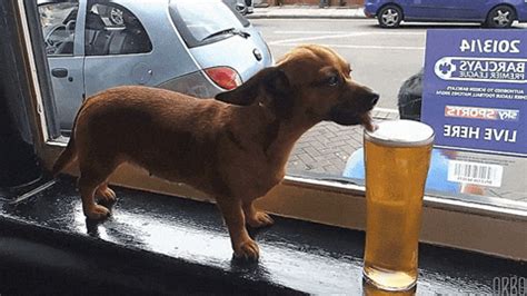 New trending GIF tagged beer thirsty dachshund via… | Trending Gifs