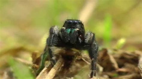 Phidippus Princeps Jumping Spider-Adult Male - YouTube