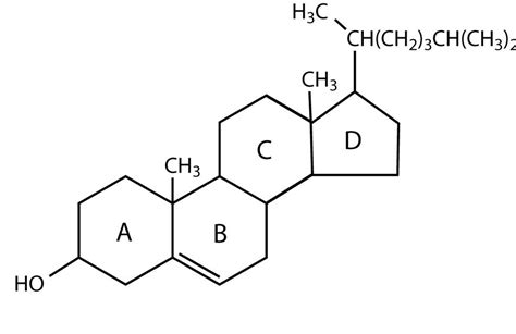 Chemical Structure of Lipids - Expii