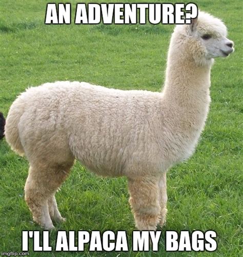 Image tagged in alpaca my bags - Imgflip