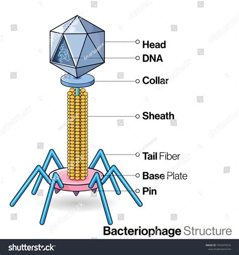 Illustration Structure Typical Bacteriophage Virus Labelling : image ...