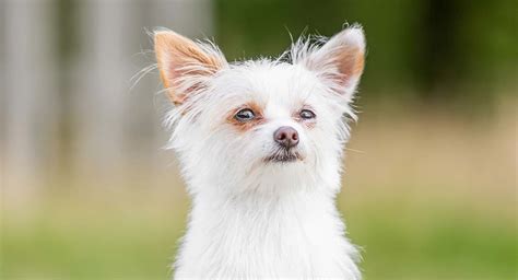 Yorkshire Terrier White