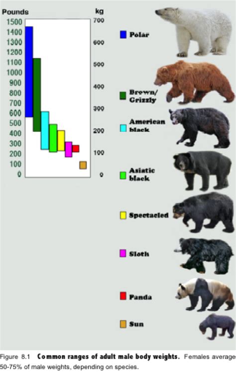 What Is The Size Of A Kodiak Bear at James Hagerman blog