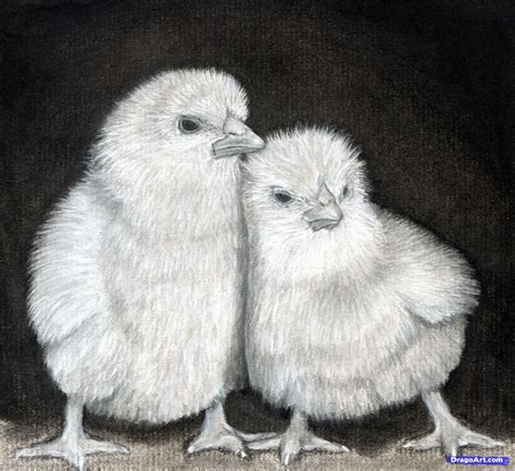 How to Draw Baby Chickens, Realistic Chicks, Step by Step, Farm animals ...